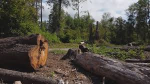 Best Tree Mulching  in Hamilton, AL