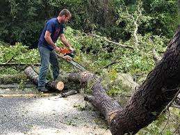 Best Stump Grinding and Removal  in Hamilton, AL