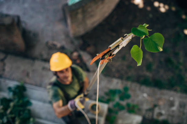 Best Firewood Processing and Delivery  in Hamilton, AL