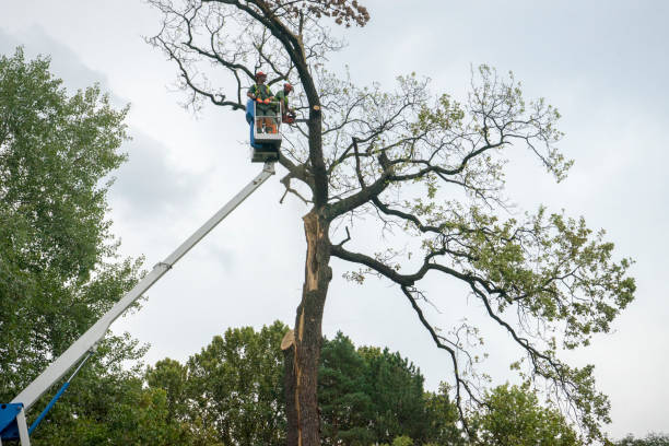 Best Tree Risk Assessment  in Hamilton, AL