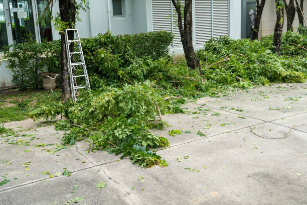 Best Seasonal Cleanup (Spring/Fall)  in Hamilton, AL