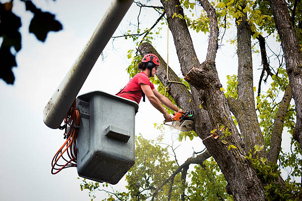 Best Tree Cabling and Bracing  in Hamilton, AL