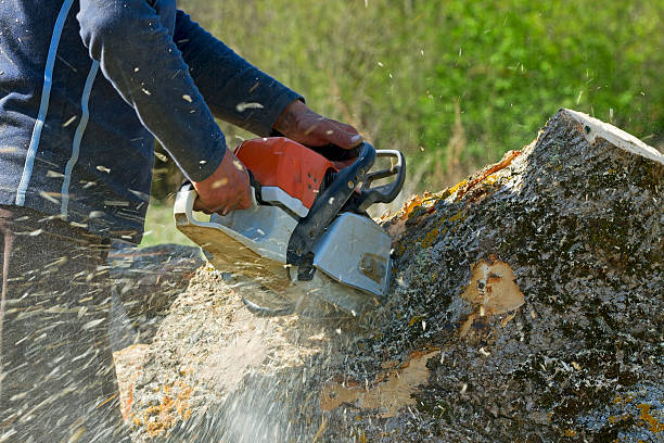 Best Lawn Mowing  in Hamilton, AL