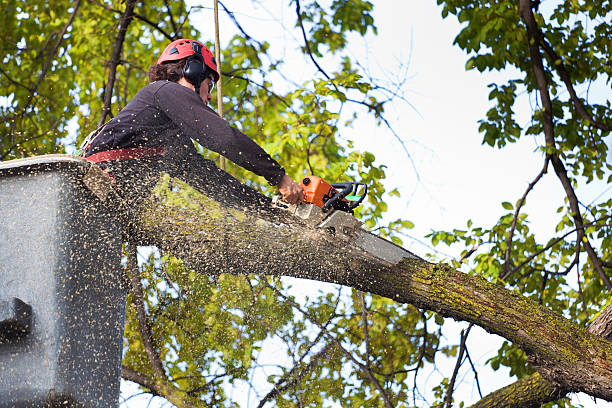 Best Emergency Tree Removal  in Hamilton, AL